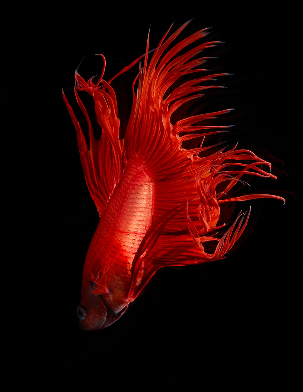 RedFighterFish_5